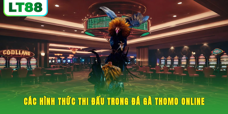 Các hình thức thi đấu trong đá gà thomo online
