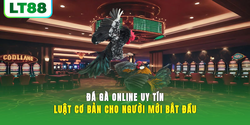 Đá Gà Online Uy Tín - LT88 Luôn Đầy Đủ Các Trận Hot Nhất