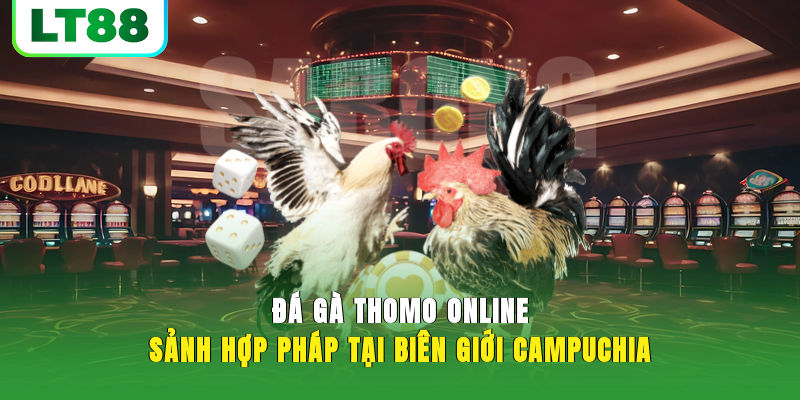 Đá Gà Thomo Online - Sảnh Hợp Pháp Tại Biên Giới Campuchia