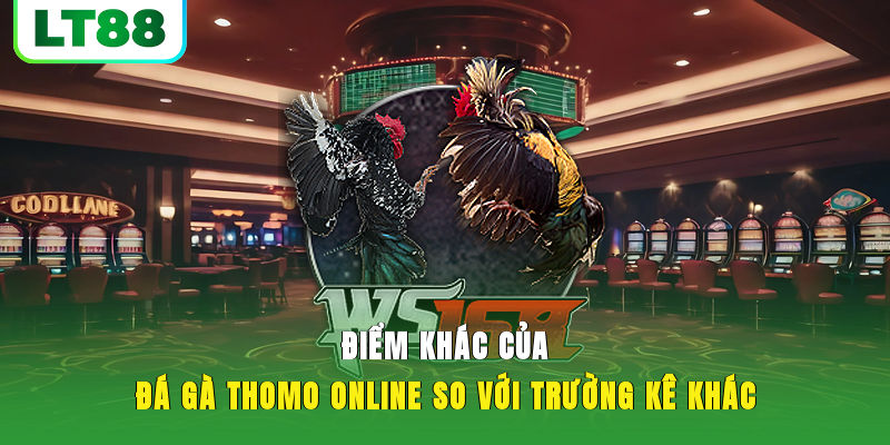 Điểm khác của đá gà thomo online so với trường kê khác